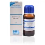 SBL Bryophylum Calycinum (Q) (100 ML) Mother Tinctures / MT