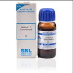 SBL Sambucus Canadensis (Q) (100 ML) Mother Tinctures / MT