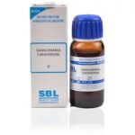 SBL Sanguinaria Canadensis (Q) (100 ML) Mother Tinctures / MT