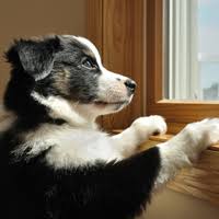 homeopathy for dogs anxiety